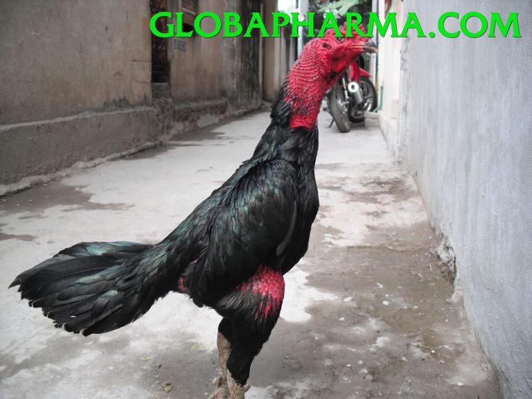 Đá Gà Trực Tiếp - winvnd