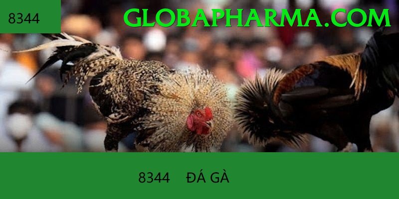 Đá Gà Trực Tiếp - Trải nghiệm tuyệt vời